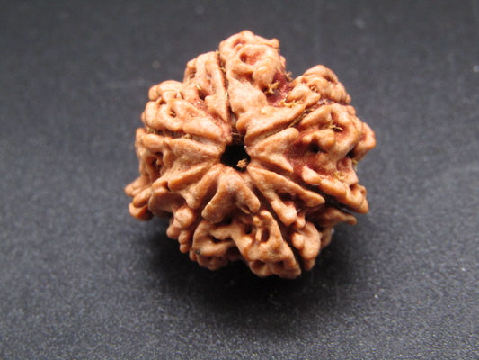 Nepali 6 Mukhi Ganesh Rudraksha