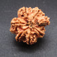 Nepali 6 Mukhi Ganesh Rudraksha