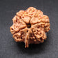Nepali 5 Mukhi Ganesh Rudraksha