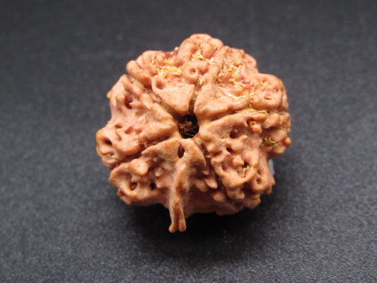 Nepali 5 Mukhi Ganesh Rudraksha