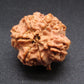 Nepali 5 Mukhi Ganesh Rudraksha
