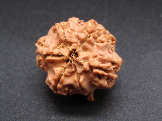 Nepali 5 Mukhi Ganesh Rudraksha