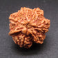 Nepali 6 Mukhi Ganesh Rudraksha