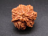 Nepali 6 Mukhi Ganesh Rudraksha