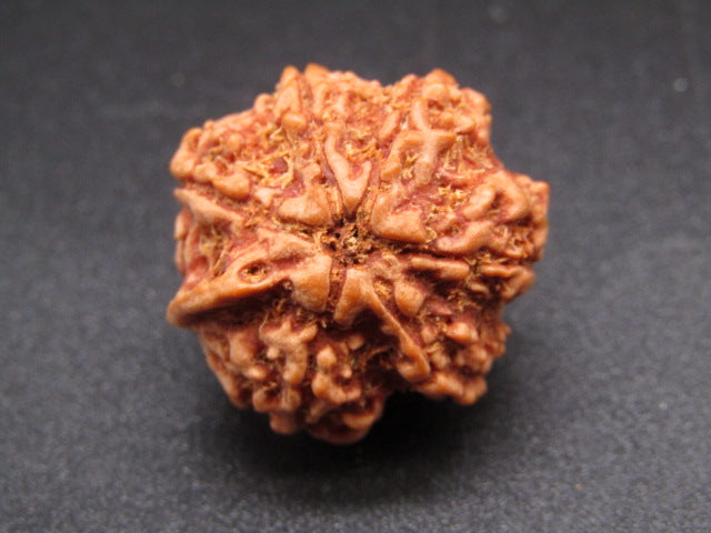 Nepali 6 Mukhi Ganesh Rudraksha