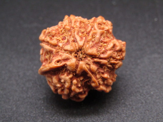 Nepali 6 Mukhi Ganesh Rudraksha