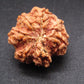 Nepali 6 Mukhi Ganesh Rudraksha