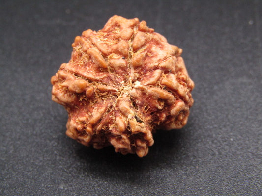 Nepali 6 Mukhi Ganesh Rudraksha