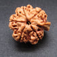 Nepali 5 Mukhi Ganesh Rudraksha