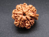 Nepali 5 Mukhi Ganesh Rudraksha