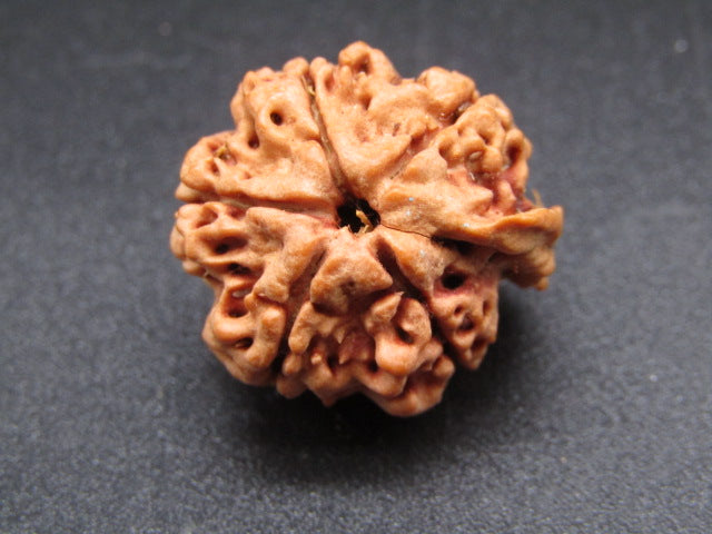 Nepali 5 Mukhi Ganesh Rudraksha