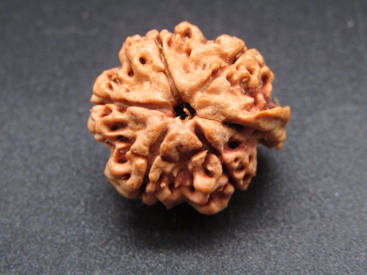 Nepali 5 Mukhi Ganesh Rudraksha