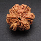 Nepali 5 Mukhi Ganesh Rudraksha