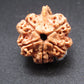 Nepali 5 Mukhi Ganesh Rudraksha