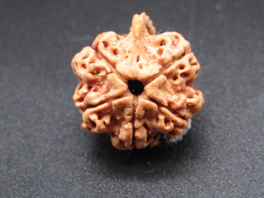 Nepali 5 Mukhi Ganesh Rudraksha