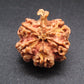 Nepali 5 Mukhi Ganesh Rudraksha