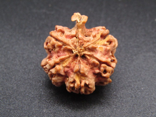 Nepali 5 Mukhi Ganesh Rudraksha