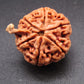 Nepali 6 Mukhi Ganesh Rudraksha