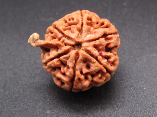 Nepali 6 Mukhi Ganesh Rudraksha