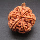 Nepali 6 Mukhi Ganesh Rudraksha