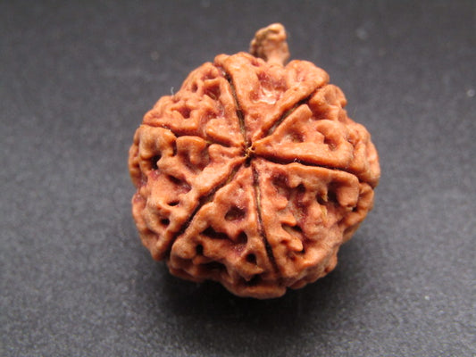 Nepali 6 Mukhi Ganesh Rudraksha