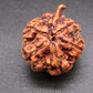 Nepali 5 Mukhi Ganesh Rudraksha