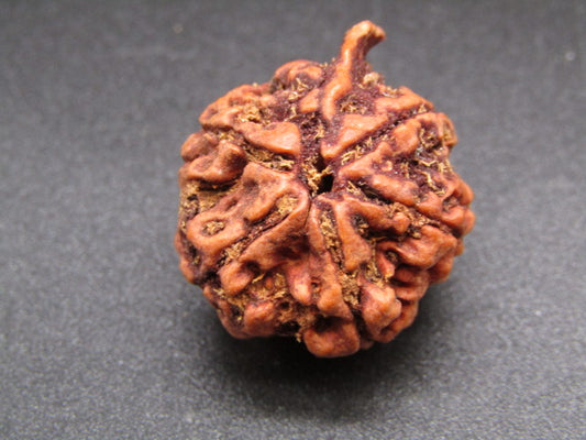 Nepali 5 Mukhi Ganesh Rudraksha