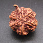 Nepali 5 Mukhi Ganesh Rudraksha
