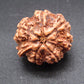 Nepali 6 Mukhi Ganesh Rudraksha