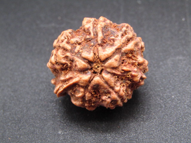 Nepali 6 Mukhi Ganesh Rudraksha