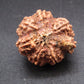 Nepali 6 Mukhi Ganesh Rudraksha