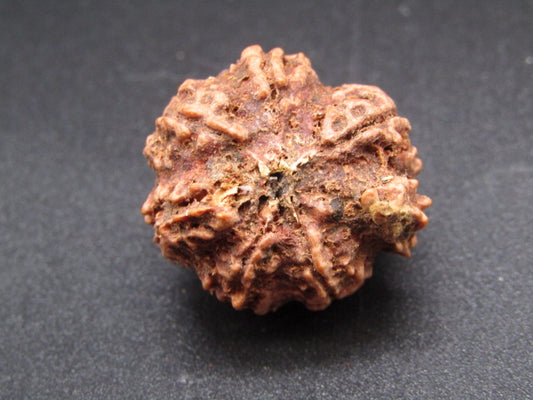 Nepali 6 Mukhi Ganesh Rudraksha