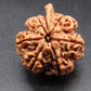 Nepali 6 Mukhi Ganesh Rudraksha