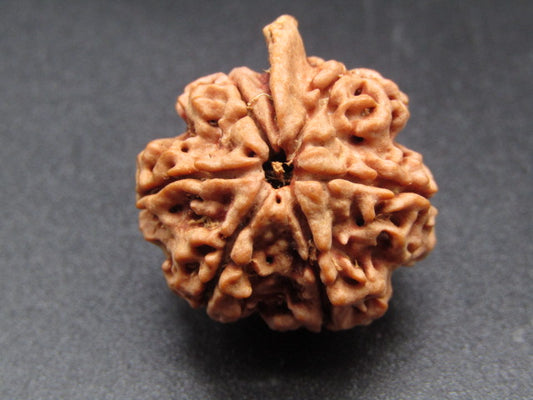 Nepali 6 Mukhi Ganesh Rudraksha