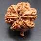 Nepali 6 Mukhi Ganesh Rudraksha