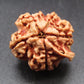 Nepali 6 Mukhi Ganesh Rudraksha