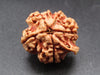 Nepali 6 Mukhi Ganesh Rudraksha