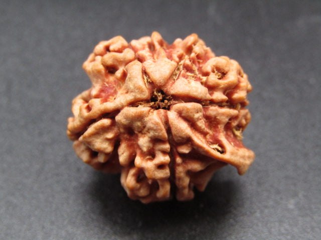 Nepali 6 Mukhi Ganesh Rudraksha