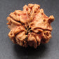 Nepali 6 Mukhi Ganesh Rudraksha