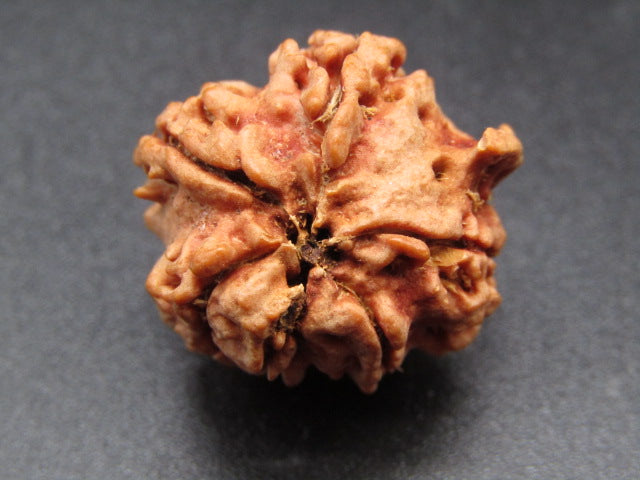 Nepali 6 Mukhi Ganesh Rudraksha