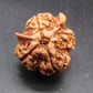Nepali 4 Mukhi Double Ganesh Rudraksha