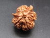 Nepali 4 Mukhi Double Ganesh Rudraksha