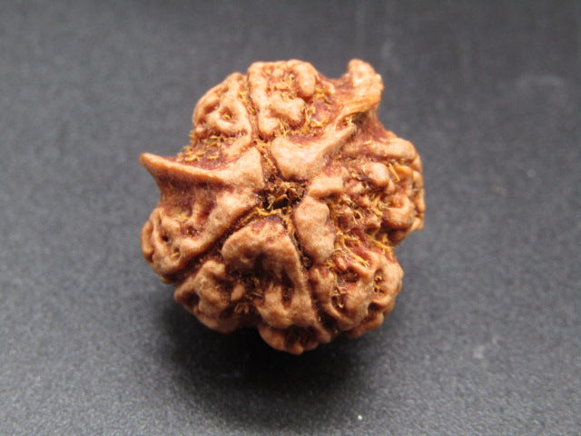 Nepali 4 Mukhi Double Ganesh Rudraksha