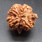 Nepali 4 Mukhi Double Ganesh Rudraksha