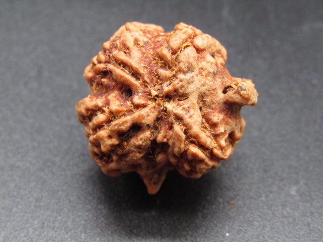 Nepali 4 Mukhi Double Ganesh Rudraksha