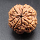 Nepali 4 Mukhi Rudraksha