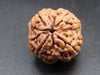 Nepali 4 Mukhi Rudraksha