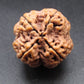 Nepali 4 Mukhi Rudraksha
