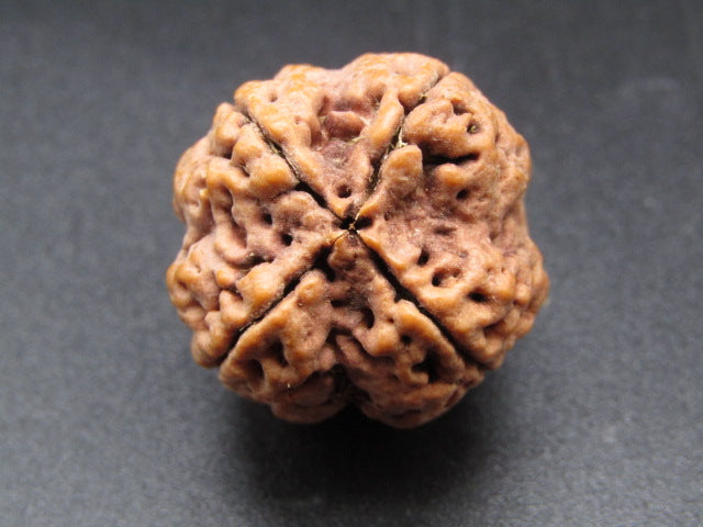 Nepali 4 Mukhi Rudraksha