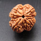 Nepali 4 Mukhi Rudraksha